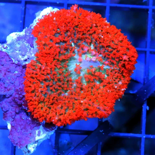 3" SAINT THOMAS RHODACTIS MUSHROOM CORAL - ONLY GET A FEW OF THESE A YEAR!