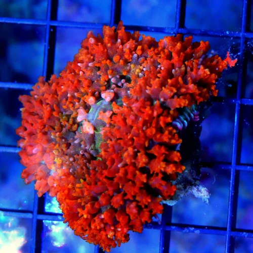 3" SAINT THOMAS RHODACTIS MUSHROOM CORAL - ONLY GET A FEW OF THESE A YEAR!