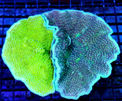 6.5X6.5 COMBO TURBINARIA-VERY VERY SPECIAL HANDPICKED COMBO SHOWPIECE TURBINARIA CUP CORAL
