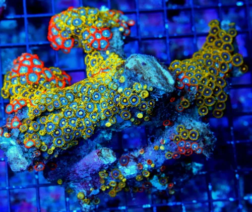 6X5.5 XL ZOANTHID-VERY RARE BRANCHING FINGER ROCK ULTRA GRADE GIANT MULTICOLORED HANDPICKED ZOANTHID