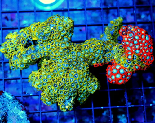 6.5X5 XL ZOANTHID-VERY RARE BRANCHING FINGER ROCK ULTRA GRADE GIANT MULTICOLORED HANDPICKED ZOANTHID