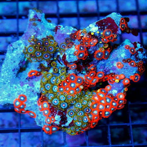 5.5X5 XL ZOANTHID-VERY RARE BRANCHING FINGER ROCK ULTRA GRADE GIANT MULTICOLORED HANDPICKED ZOANTHID