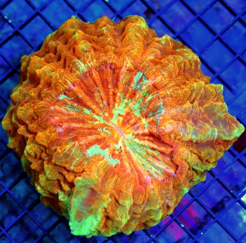 6.5x5 BRANCHING HAMMER CORAL - COMBO SPLATTER NEON GREEN BLUE PURPLE BRANCHING HAMMER CORAL