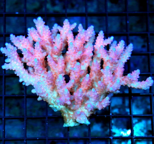 5x4 ULTRA AUSTRLIAN ACROPORA-HANDPICKED BY SCOTT ULTRA GRADE ARRIVE ALIVE GUARANTEE