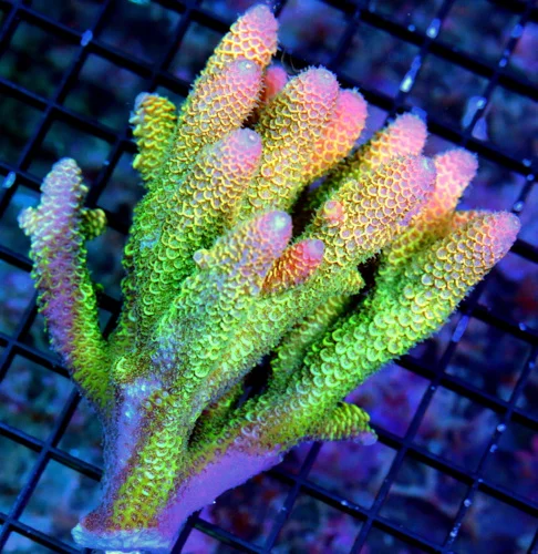5.5x5 ULTRA AUSTRLIAN ACROPORA-HANDPICKED BY SCOTT ULTRA GRADE ARRIVE ALIVE GUARANTEE
