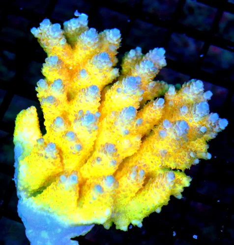 5x5 ULTRA AUSTRLIAN ACROPORA-HANDPICKED BY SCOTT ULTRA GRADE ARRIVE ALIVE GUARANTEE