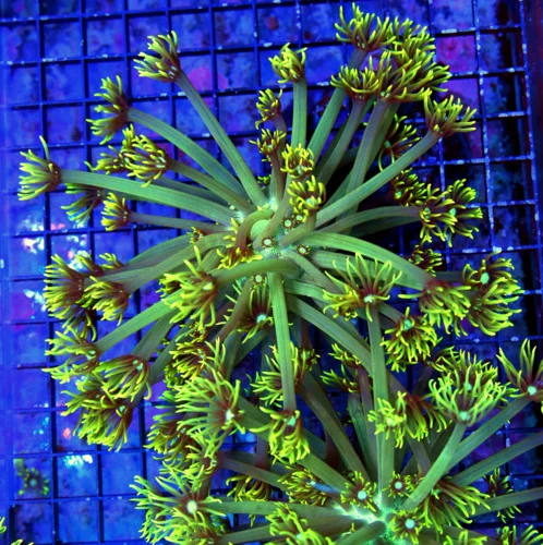 6x6 GONIOPORA CORAL-WHITE BLUE ALIEN EYED GREEN POLYP GONIOPORA CORAL-BEAUTIFUL