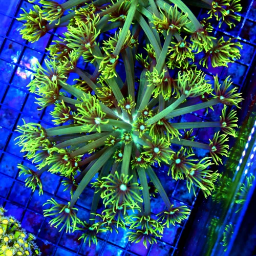 7X7 GONIOPORA CORAL-WHITE BLUE ALIEN EYED GREEN POLYP GONIOPORA CORAL-BEAUTIFUL