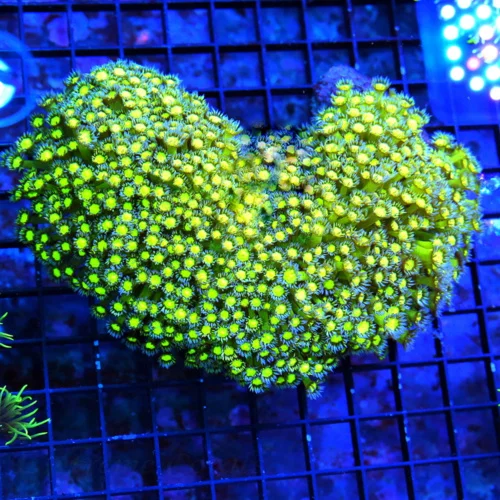 8X7 GIANT GONIOPORA-ULTRA ULTRA COLORED NEON YELLOW PURPLE POLYPED SHOWPIECE