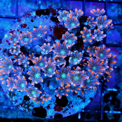 4X4 CLOVE POLYPS CORAL - ULTRA GRADE ULTRA COLORED FIRECRACKER CLOVE POLYPS