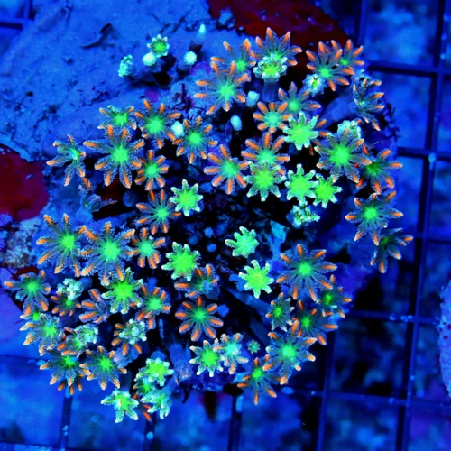 4X4 CLOVE POLYPS CORAL - ULTRA GRADE ULTRA COLORED FIRECRACKER CLOVE POLYPS