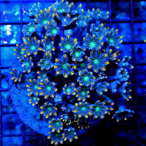 4X4 CLOVE POLYPS CORAL - ULTRA GRADE ULTRA COLORED FIRECRACKER CLOVE POLYPS