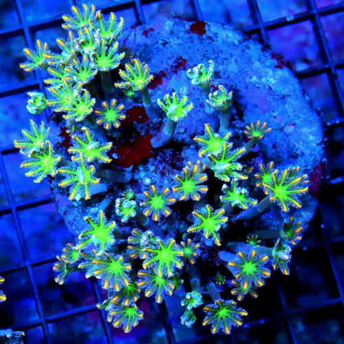 4X4 CLOVE POLYPS CORAL - ULTRA GRADE ULTRA COLORED FIRECRACKER CLOVE POLYPS