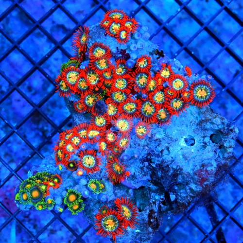 5.5X4.5 XL AUSSIE ZOANTHIDS-SHOWPIECE HANDPICKED BY SCOTT ULTRA ULTRA COLORED ZOANTHID COLONY