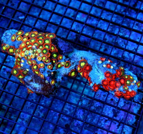 5.5X4.5 XL AUSSIE ZOANTHIDS-SHOWPIECE HANDPICKED BY SCOTT ULTRA ULTRA COLORED ZOANTHID COLONY