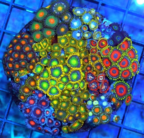 4X4 COMBO ZOANTHID CORAL COLONY - ULTRA GRADE ULTRA COLORED HAPPY FAMILY COMBO ZOANTHIDS