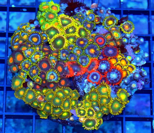 7.5X3.5 XL AUSSIE ZOANTHIDS-SHOWPIECE HANDPICKED BY SCOTT ULTRA ULTRA "UNBELIEVABLY RARE RED" ZOANTH