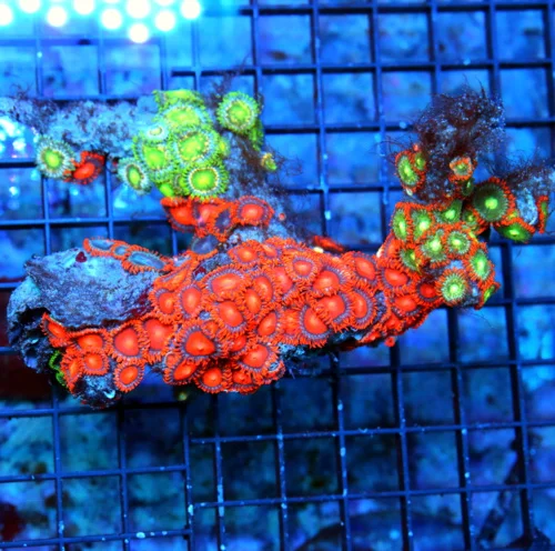 4X4 COMBO ZOANTHID CORAL COLONY - ULTRA GRADE ULTRA COLORED "HAPPY FAMILY" COMBO ZOANTHIDS