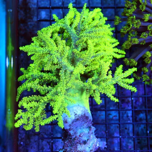 7.5X6.5 ULTRA SINULARIA-ONE OF THE VERY BRIGHTEST ULTRA YELLOW GREEN SPAGHETTI LEATHER I HAVE SEEN I