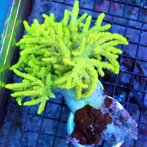 6X5 ULTRA SINULARIA-ONE OF THE VERY BRIGHTEST ULTRA YELLOW GREEN SPAGHETTI LEATHER I HAVE SEEN IN YE