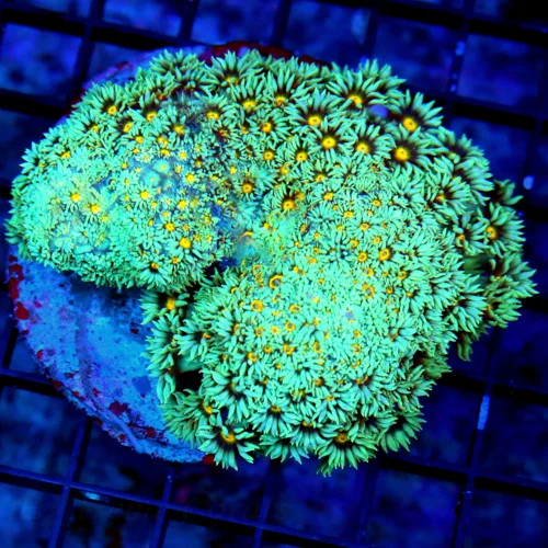 4.5X4 LARGE GONIOPORA-ULTRA ULTRA YELLOW EYED SEAFOAM BLUE ULTRA COLORED GONIOPORA