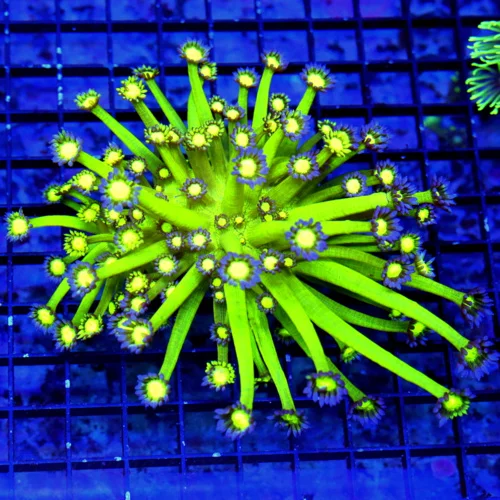 5.5X5.5 HANDPICKED GONIPORA XL-INCREDIBLE NEON GLOW IN THE DARK LEMON LIME PURPLE TIPPED SHOWPIECE G