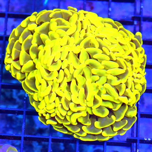 5X4 BRANCHING HAMMER-ULTRA HIGHLIGHTER YELLOW MULTIHEADED ULTRA COLORED SCRAMING YELLOW HAMMER