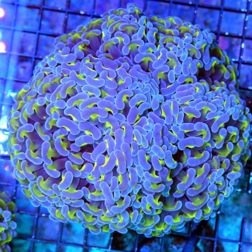 6X6 GIANT HAMMER-OUTRAGEOUS PURPLE AND TOXIC GREEN GIANT ULTRA GRADE SHOWPIECE HAMMER