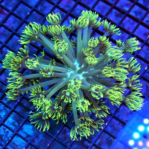 6X6 GONIOPORA CORAL-WHITE BLUE ALIEN EYED GREEN POLYP GONIOPORA CORAL-BEAUTIFUL