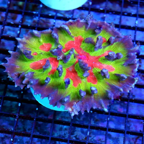 5.5X5 ULTRA PECTINIA-THIS IS A BOOK QUALITY COLOR SPACE INVADER PECTINIA-IF YOU ARE LOOKING FOR A VE