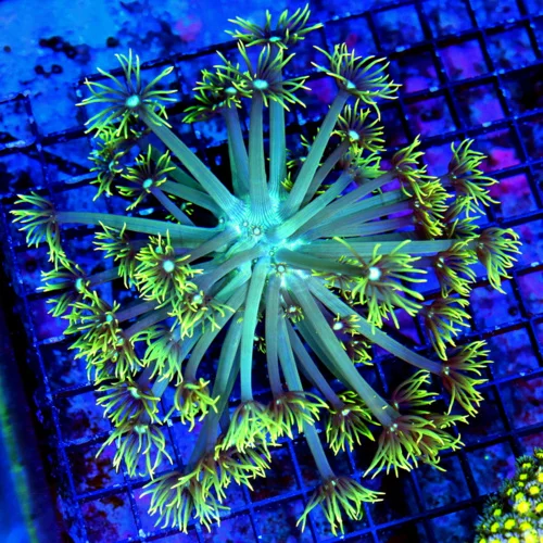 6X6 GONIOPORA CORAL-WHITE BLUE ALIEN EYED GREEN POLYP GONIOPORA CORAL-BEAUTIFUL