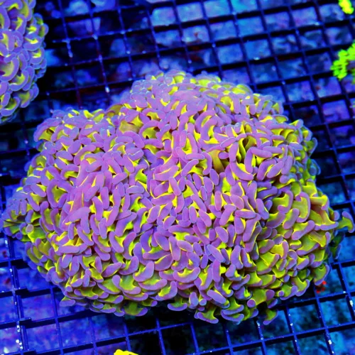 8X7 GIANT HAMMER-OUTRAGEOUS PURPLE AND TOXIC GREEN GIANT ULTRA GRADE SHOWPIECE HAMMER