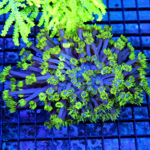 5.5X5 XL GONIOPORA-SUPER SUPER PURPLE POLYPED OUT OF THIS WORLD NEON GREEN TIPPED SHOWPIECE GONIOPOR