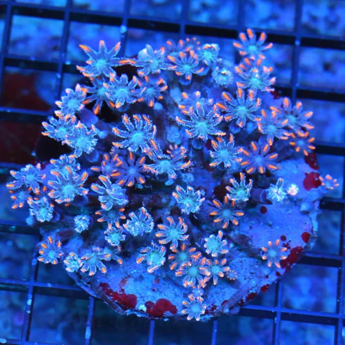 4X4 CLOVE POLYPS CORAL - ULTRA GRADE ULTRA COLORED FIRECRACKER CLOVE POLYPS