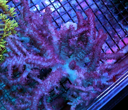 5.5X5 FOX CORAL-VERY HARD TO GET YELLOW HUED ULTRA GRADE FOX CORAL-VERY NICE!