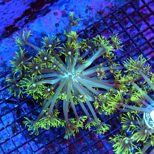 7X7 GONIOPORA CORAL-WHITE BLUE ALIEN EYED GREEN POLYP GONIOPORA CORAL-BEAUTIFUL