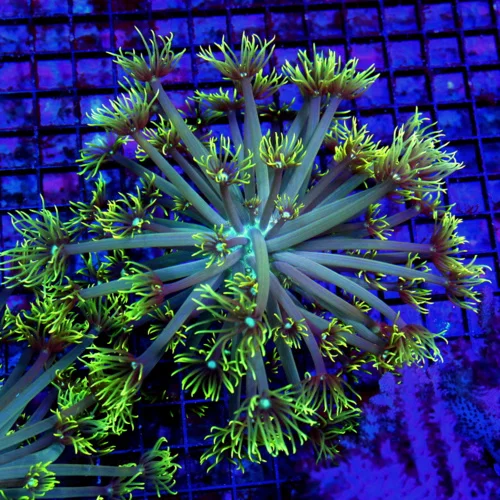 7X7 GONIOPORA CORAL-WHITE BLUE ALIEN EYED GREEN POLYP GONIOPORA CORAL-BEAUTIFUL