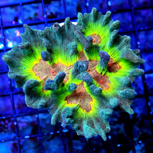 CORAL DX-5 セット CORAL DX-5 セット