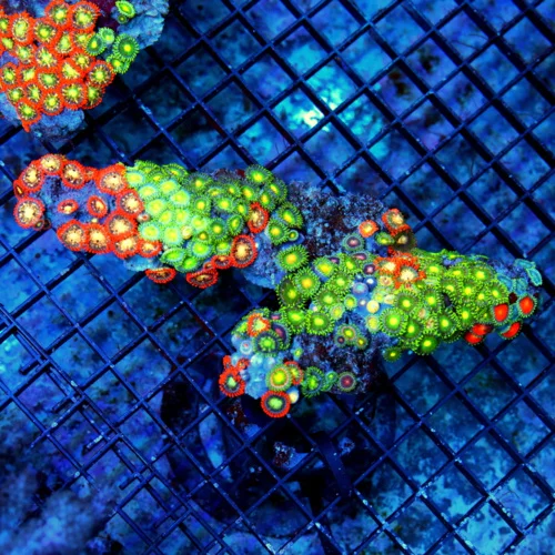 7X3.5 XL AUSSIE ZOANTHIDS-SHOWPIECE HANDPICKED BY SCOTT ULTRA ULTRA COLORED ZOANTHID COLONY