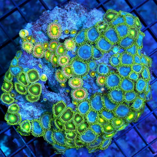5X5 XL AUSSIE ZOANTHIDS-SHOWPIECE HANDPICKED BY SCOTT ULTRA ULTRA COLORED ZOANTHID COLONY