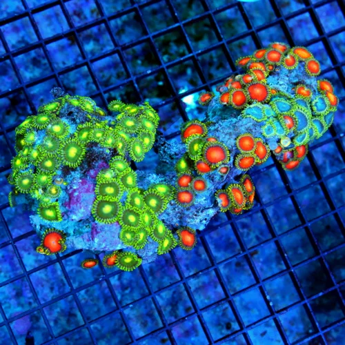 7X4 XL AUSSIE ZOANTHIDS-SHOWPIECE HANDPICKED BY SCOTT ULTRA ULTRA COLORED ZOANTHID COLONY