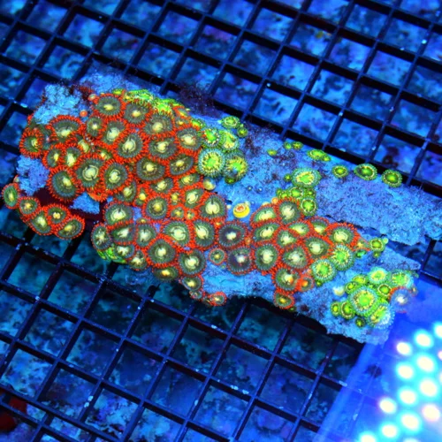 6.5X4 XL AUSSIE ZOANTHIDS-SHOWPIECE HANDPICKED BY SCOTT ULTRA ULTRA COLORED ZOANTHID COLONY
