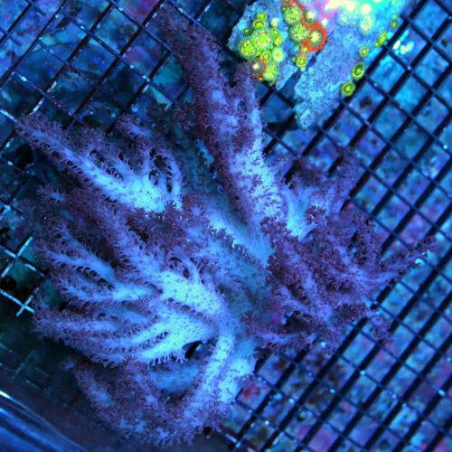 10X10 COLT CORAL - RARELY IMPORTED GIANT PURPLE COLT CORAL-INCREDIBLE COLOR VERY VERY BRIGHT!