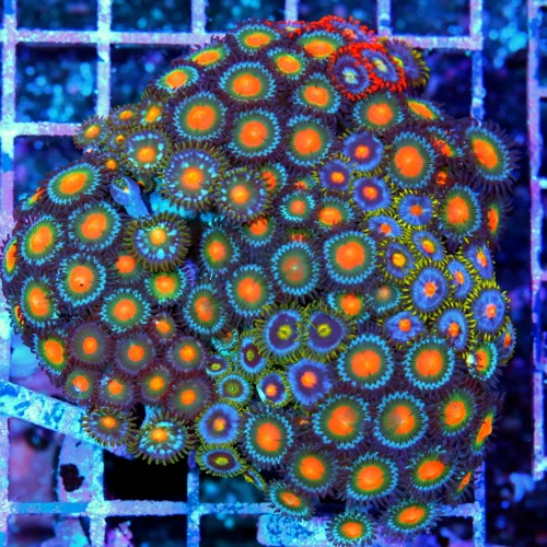 4.5x4.5 LARGE ZOANTHID CORAL-ULTRA GRADE ULTRA COLORED HANDPICKED ZOANTHID CORAL-VERY VERY RARE COLO