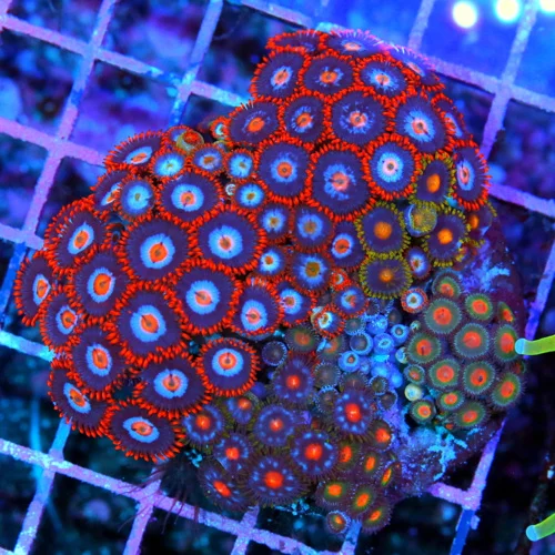 4x4  ZOANTHID CORAL-ULTRA GRADE ULTRA COLORED COMBO HANDPICKED ZOANTHID CORAL-VERY VERY RARE COLOR!