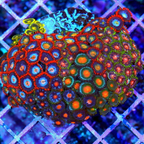 4.5x4.5 LARGE ZOANTHID CORAL-ULTRA GRADE ULTRA COLORED HANDPICKED ZOANTHID CORAL-VERY VERY RARE COLO
