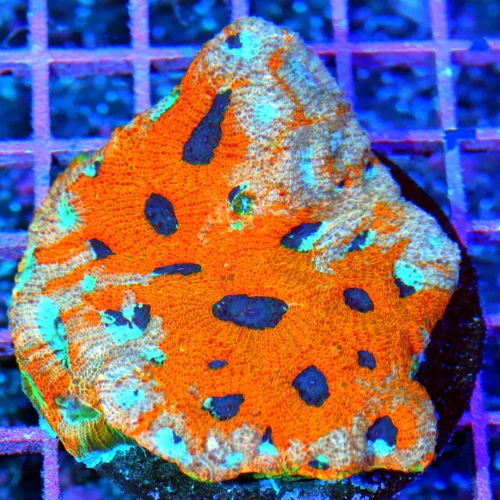 4X4 ACANTHASTREA ECHINATA-HANDPICKED BY SCOTT ULTRA ULTRA COLORED ORANGE CRUSH ACAN ECHINATA
