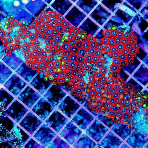 3" COLLECTOR ITEM "SUPERNOVA"PALYTHOAS-THESE SELL FOR AT LEAST $40 A POLYP THIS IS A STEAL-HOMEGROWN