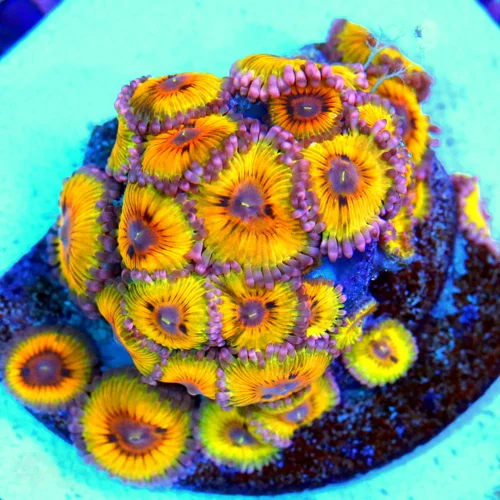 Extreme Corals | 3