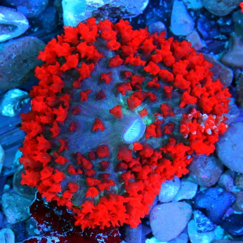 3 SAINT THOMAS RHODACTIS MUSHROOM CORAL - ONLY GET A FEW OF THESE A YEAR!